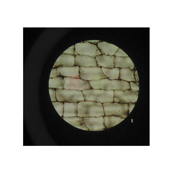 Microslide-The Cell Structure
